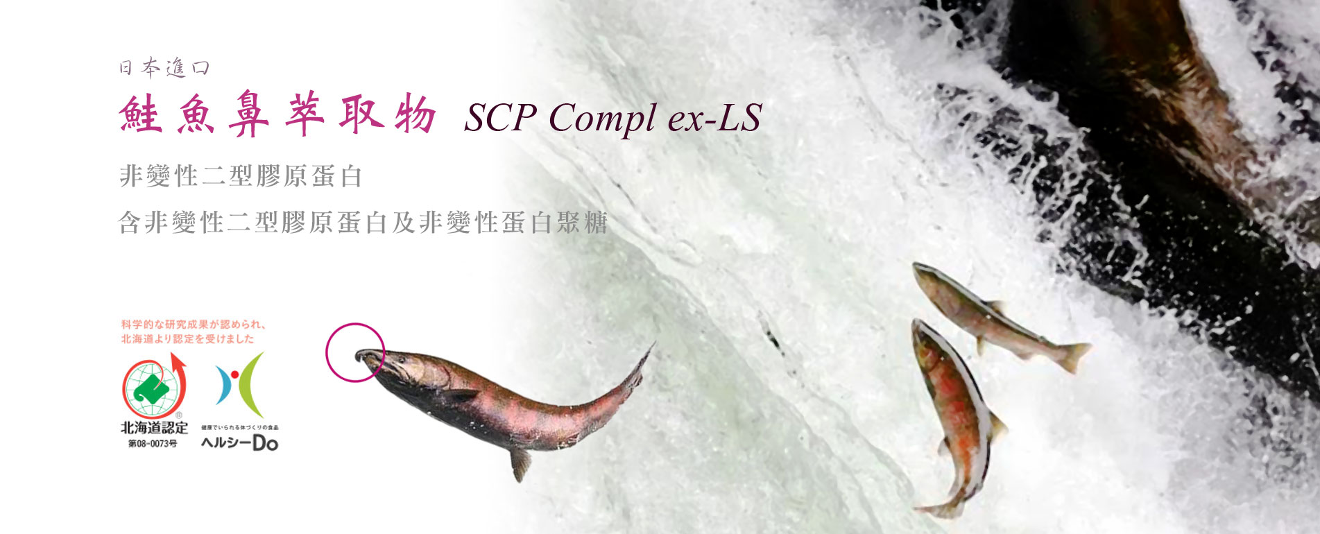 日本進口 鮭魚鼻萃取物SCP Compl ex-LS 非變性二型膠原蛋白