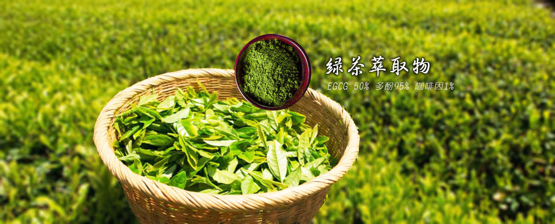 綠茶萃取物EGCG 50%多酚95% 咖啡因 1%