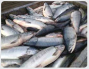 北海道長萬部捕獲的鮭魚