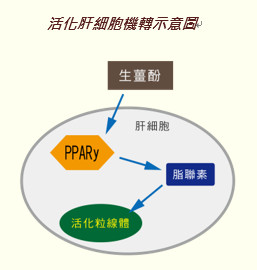 活化肝細胞示意圖