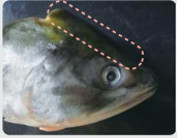 切除鮭魚頭部